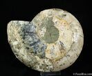 LARGE Inch Polished Ammonite (Half) #1916-1